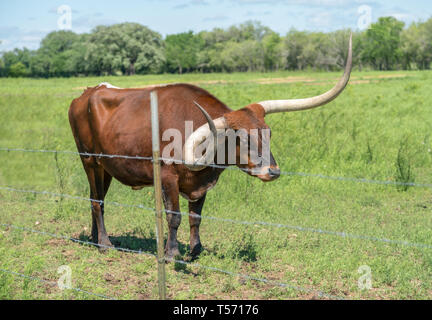 Braun Longhorn dicht hinter Stacheldraht zaun Stockfoto