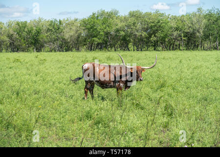 Ansicht der gesunden Longhorn in einem weiten, offenen Feld Texas Stockfoto