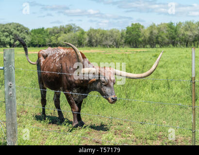 Longhorn zu Fuß in Richtung Stacheldraht zaun Stockfoto