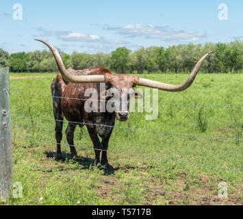 Longhorn mit großen Hörnern Starring in der Kamera von der anderen Seite der Stacheldraht zaun Stockfoto