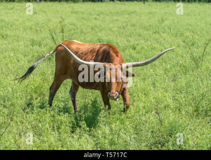 Braun Longhorn Aufladen an der Kamera Stockfoto