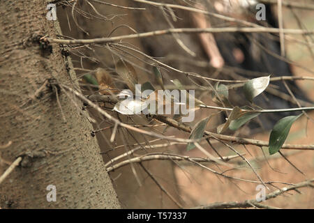 Bis zu schließen. Olive Branch auf dem Kofferraum eines Nadelholz Baum. Stockfoto