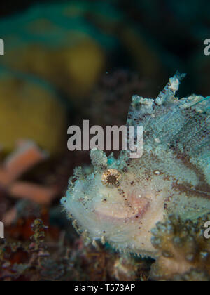 Leaf scorpionfish auf einem Riff in der Bunaken National Park Stockfoto