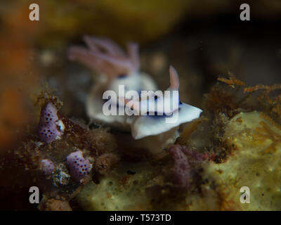 Chromodoris lochi Nacktschnecke auf einem Riff in Nord-sulawesi, Indonesien Stockfoto