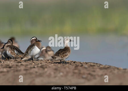 Krickente Ente, Spachtel querquedula, Indien. Stockfoto