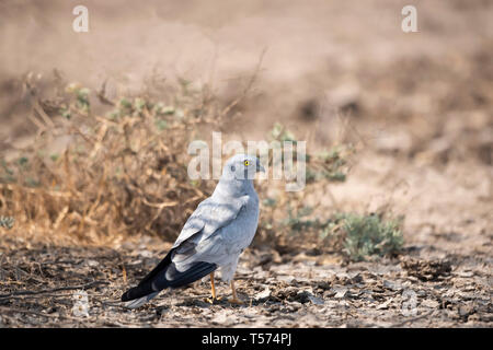 Montagu's Harrier, Circus pygargus, männlich, Indien. Stockfoto