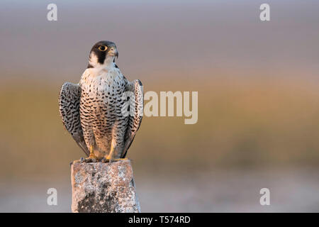 Wanderfalke FALCO PEREGRINUS, Indien. Stockfoto