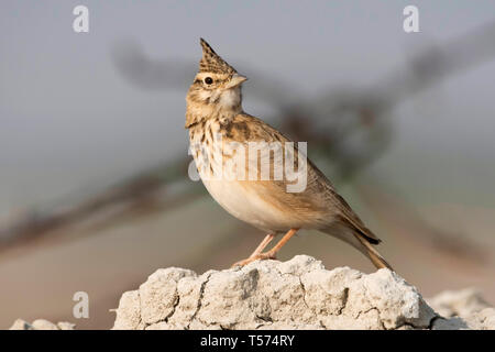 Crested Lark, Galerida cristata, Tal Chhapar Heiligtum, Rajasthan, Indien. Stockfoto