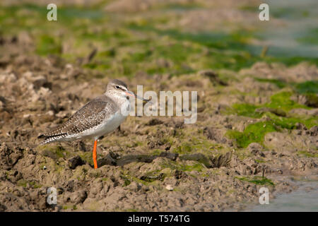 Gemeinsame Wasserläufer, Tringa totanus, Tal Chhapar Heiligtum, Rajasthan, Indien. Stockfoto