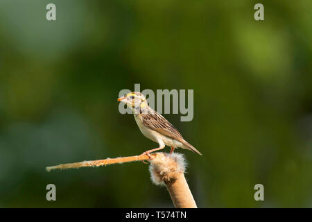 Schwarzbrustweber oder Schwarzwurzelweber, Ploceus benghalensis, weiblich, Nal Sarovar, Gujarat. Stockfoto