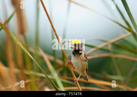 Schwarz-breasted Weber oder Schwarz-throated Weaver, Ploceus benghalensis, männlich, Nal Sarovar Gujarat. Stockfoto