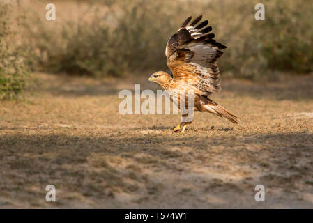 Long-legged Buzzard, Buteo Rufinus, Tal Chhapar Heiligtum, Rajasthan, Indien. Stockfoto