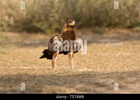 Steppe eagle, Aquila nipalensis, Tal Chhapar Heiligtum, Rajasthan, Indien. Stockfoto