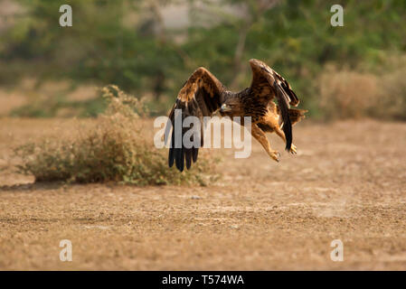 Steppe eagle, Aquila nipalensis, Tal Chhapar Heiligtum, Rajasthan, Indien. Stockfoto