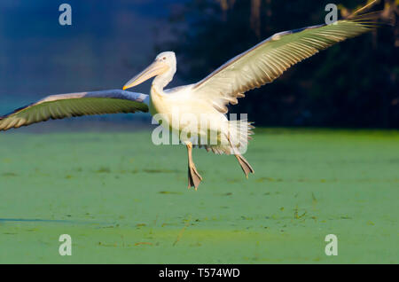 Krauskopfpelikan im Flug, Pelecanus crispus, Keoladeo Nationalpark, Bharatpur, Indien. Stockfoto