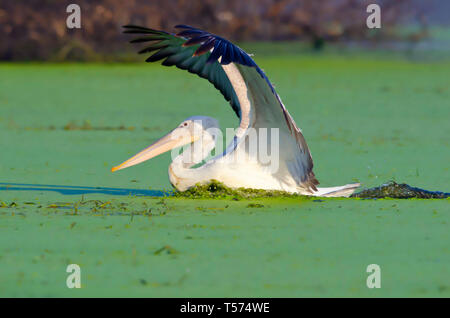 Dalmatinische Pelikan, Pelecanus crispus, Keoladeo Nationalpark, Bharatpur, Indien. Stockfoto