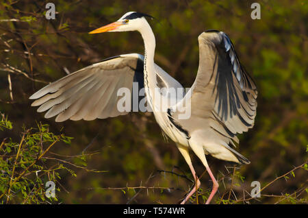 Graureiher Ardea cinerea Keoladeo Nationalpark, Bharatpur, Indien. Stockfoto