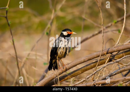 Pied Myna oder Asiatischen pied Starling, Gracupica contra, Keoladeo Nationalpark, Bharatpur, Indien. Stockfoto