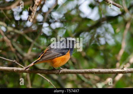 Schwarz, redstart Phoenicurus ochruros, Keoladeo Nationalpark, Bharatpur, Indien. Stockfoto