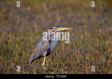 Purpurreiher Ardea purpurea, Keoladeo Nationalpark, Bharatpur, Indien. Stockfoto