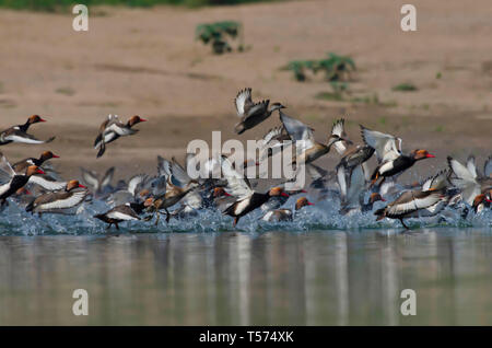 Kolbenente, Netta Rufina, Dholpur, Rajasthan, Indien. Stockfoto