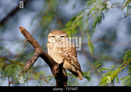 Gefleckte owlet, Athene Brama, Keoladeo Nationalpark, Bharatpur, Indien. Stockfoto