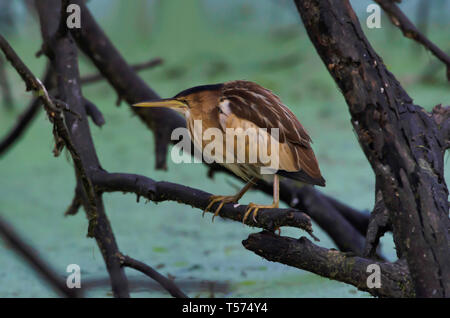 Gelbe Rohrdommel, Ixobrychus sinensis, Keoladeo Nationalpark, Bharatpur, Indien. Stockfoto