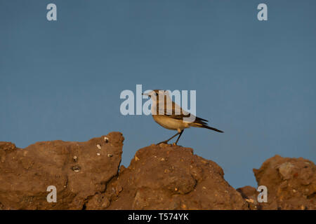 Wüste Steinschmätzer, Oenanthe deserti, Weiblich, Khijadiya Vogelschutzgebiet, Jamnagar, Gujarat, Indien. Stockfoto