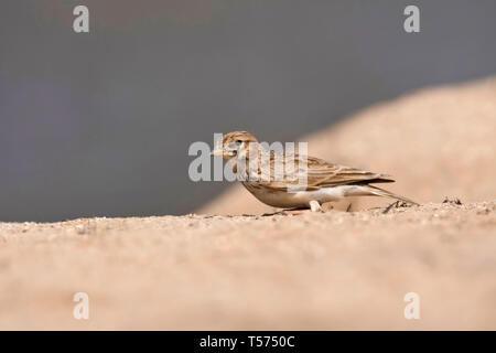 Sand Lerche, Alaudala Khijadiya raytal, Vogelschutzgebiet, Jamnagar, Gujarat, Indien. Stockfoto