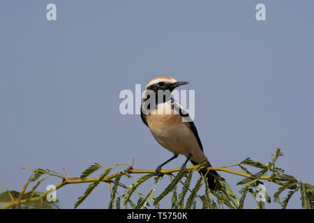 Wüste Steinschmätzer, Oenanthe deserti, größere Rann von Kutch, Gujarat, Indien. Stockfoto