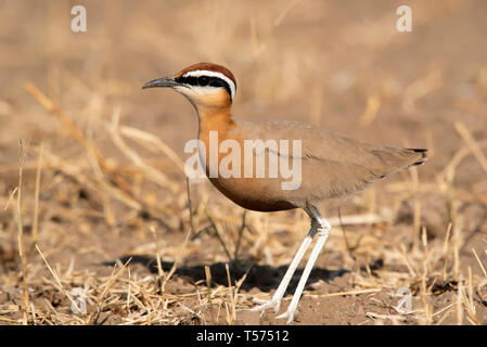 Indische Renner, Cursorius coromandelicus, größere Rann von Kutch, Gujarat, Indien. Stockfoto