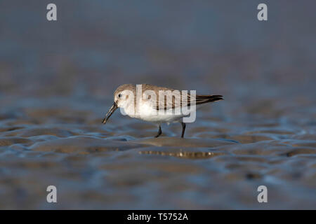 Curlew sandpiper, Calidris ferruginea, Jamnagar, Gujarat, Indien. Stockfoto