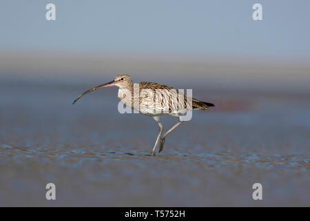 Eurasian curlew oder gemeinsamen Brachvögel, Numenius arquata, Jamnagar, Gujarat, Indien. Stockfoto