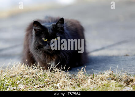 Eine schwarze Norwegische Waldkatze ruht auf einer Betonfahrbahndecke auf einem frühen Frühling Stockfoto