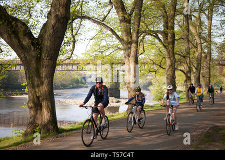 Radfahrer im April Riverside Preston, Lancashire. Avenham Park, der vom langsam laufenden River Ribble begrenzt wird. Die Routen 6 und 62 des National Cycle Network mit baumgesäumten Alleen führen durch den Park und es gibt kilometerlange gut befestigte Fußwege und Flusswege entlang der Flussufer. Stockfoto