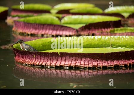 Peking, China. 27 Mär, 2019. Foto am 27. März 2019 zeigt einen Vogel auf dem Blatt einer Seerose Victoria amazonica am Rio de Janeiro botanischer Garten in Rio de Janeiro, Brasilien ruht. Die Rio de Janeiro Botanischer Garten, 1808 gebaut, liegt am Fuße des Berg Corcovado und umfasst eine Fläche von 140 Hektar. Credit: Li Ming/Xinhua/Alamy leben Nachrichten Stockfoto