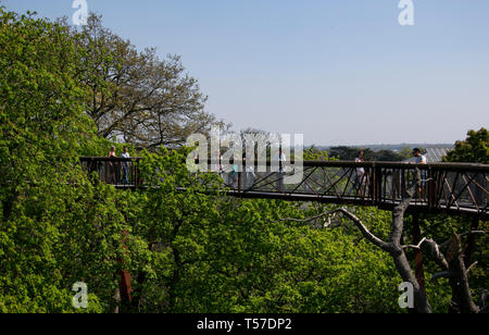 London, Großbritannien. 14 Apr, 2019. Foto am 14. April 2019 zeigt die Baumkrone Gehweg der Kew Gardens in London, der Hauptstadt Großbritanniens. Die Geschichte der Kew Gardens können aus dem 18. Jahrhundert zurückverfolgen. Im Jahr 2003, Kew Gardens wurde offiziell als UNESCO-Weltkulturerbe eingetragen. Credit: Han Yan/Xinhua/Alamy leben Nachrichten Stockfoto