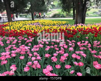 (190422) - Peking, April 22, 2019 (Xinhua) - Foto mit einem Handy aufgenommen zeigt Tulip Blumen an der Zhongshan Park in Peking, der Hauptstadt von China, 21. April 2019. (Xinhua / Haijing Wang) Stockfoto