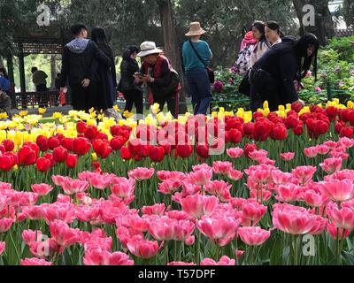 (190422) - Peking, April 22, 2019 (Xinhua) - Foto mit einem Handy aufgenommen zeigt Menschen anzeigen Tulip Blumen an der Zhongshan Park in Peking, der Hauptstadt von China, 21. April 2019. (Xinhua / Haijing Wang) Stockfoto