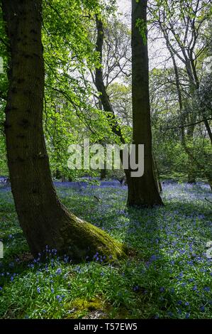 Haywards Heath Sussex, UK. 22 Apr, 2019. Ein Teppich von Frühling bluebells in voller Blüte in den Wäldern in der Nähe von Haywards Heath Sussex auf einen anderen schönen sonnigen Tag: Simon Dack/Alamy leben Nachrichten Stockfoto