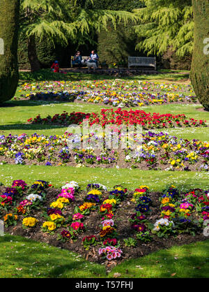 Dirleton Castle, East Lothian, Schottland, Vereinigtes Königreich, 22. April20-19. UK Wetter: Einen warmen sonnigen Tag im formalen Gärten von Schloss mit bunten primrose Blumenbeete Stockfoto