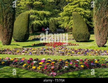 Dirleton Castle, East Lothian, Schottland, Vereinigtes Königreich, 22. April20-19. UK Wetter: Einen warmen sonnigen Tag im formalen Gärten von Schloss mit formschnitt Eiben und bunte Primel Blume Stockfoto