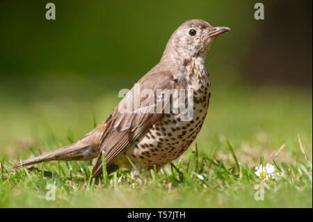 Juvenile Mistle Thrush Turdus viscivorus, Warten auf Gras für Elternteil mit Würmern zu füttern, Queen's Park, London, Vereinigtes Königreich Stockfoto