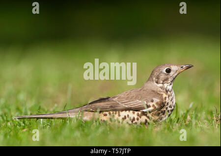 Alarmiert von einem vorbeifahrenden Magpie, einem Mistle Thrush Turdus viscivorus, liegt unten im Gras niedrig, Queen's Park, London, Vereinigtes Königreich Stockfoto