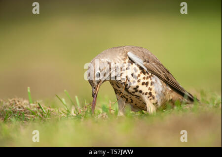 Turdus viscivorus Mistle Thrush,, nach oben ziehen Wurm auf Gras, Queen's Park, London, Vereinigtes Königreich Stockfoto