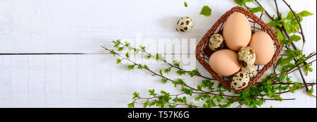 Korb mit Huhn und Wachteleier, grüne Junge Zweige auf weißem Holz- Hintergrund. Ansicht von oben. Ostern Frühling Hintergrund. Banner Stockfoto