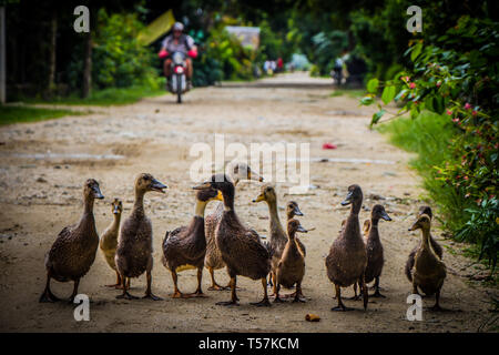 Eine Familie von Enten nimmt einen Spaziergang auf einer schmutzigen Straße in Thailand Stockfoto