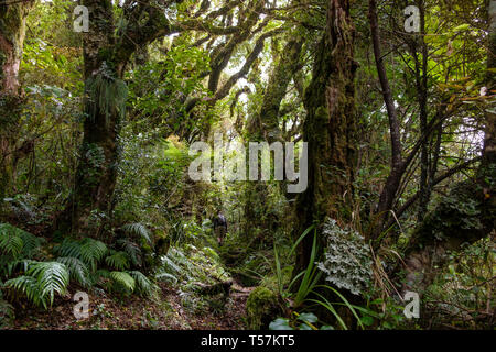 Urwald unter Mount Taranaki mit Epiphyten, Egmont National Park, in der Nähe von Stratford, Westküste von North Island, Neuseeland Stockfoto