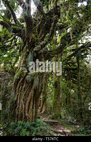 Urwald unter Mount Taranaki mit Epiphyten, Egmont National Park, in der Nähe von Stratford, Westküste von North Island, Neuseeland Stockfoto