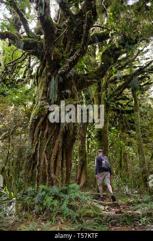 Urwald unter Mount Taranaki mit Epiphyten, Egmont National Park, in der Nähe von Stratford, Westküste von North Island, Neuseeland Stockfoto